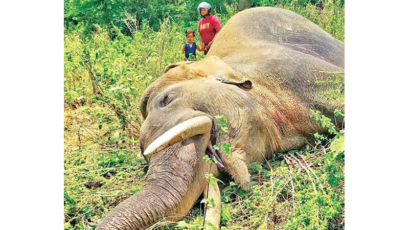Tusker Bharana attracted both local and foreign tourists to the Kalawewa National Park. Picture by Ananda Karunadasa