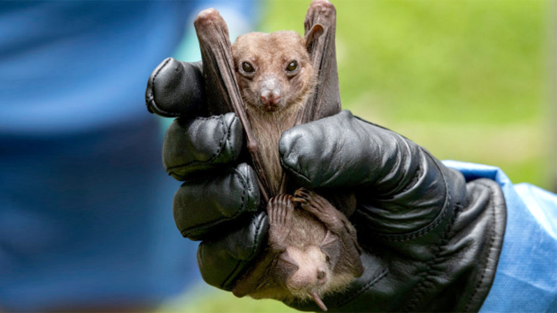 The Marburg virus is transmitted to humans from fruit bats.