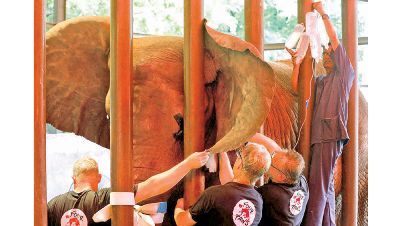 Vets and animal experts from the FOUR PAWS International, perform dental procedure of a 16 year-old elephant, Madhubala, at the Karachi zoo in Pakistan on Wednesday.