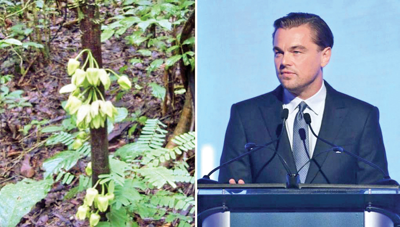 The tree named after actor Leonardo DiCaprio called “Uvariopsis dicaprio”.