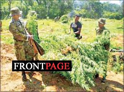 Move to legalise medical cannabis exports hailed Move to legalise medical cannabis exports hailed