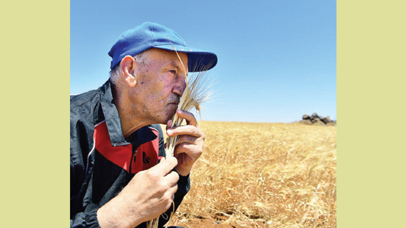 A farmer smells ears of wheat in a wheat field in Syria’s Sweida Province on July 2, 2022.