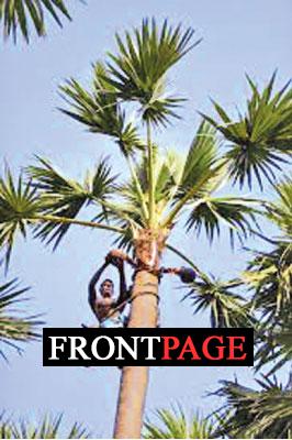 Top toddy: Sri Lanka’s tree tapping trade reaches new heights