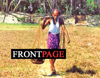 Top toddy: Sri Lanka’s tree tapping trade reaches new heights