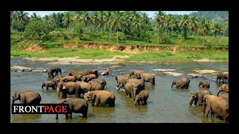 Zoo, Pinnawala Elephant Orphanage entrance ticket prices increased