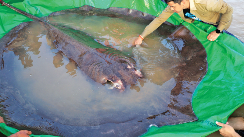 The world’s biggest freshwater fish, a giant stingray, at Koh Preah island in the Mekong River south of Stung Treng province, Cambodia on June 14, 2022.