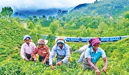Addressing misconceptions in Sri Lanka’s tea plantations