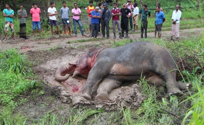 Elephant death