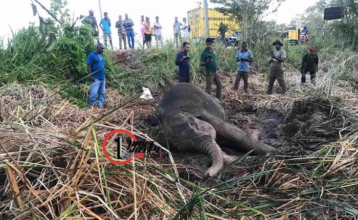 Elephant death