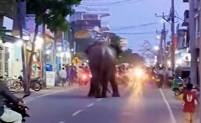 Samanthurai elephant