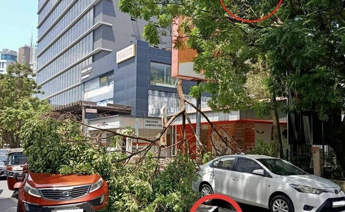 Tree hyde park corner