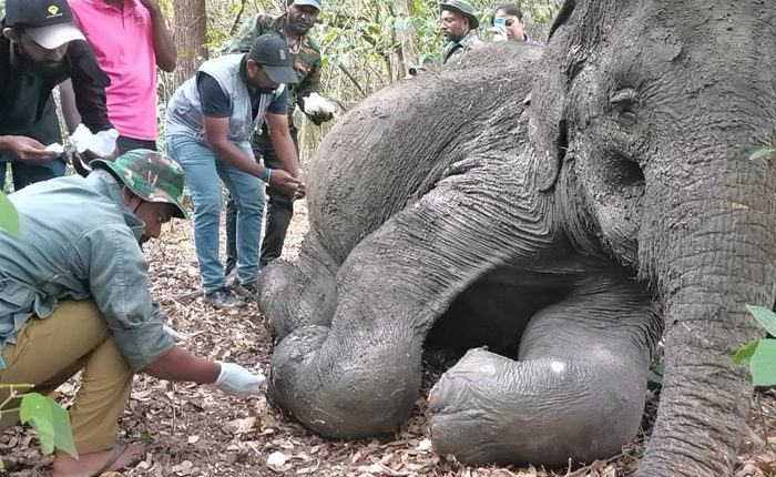 Wild elephant treatment