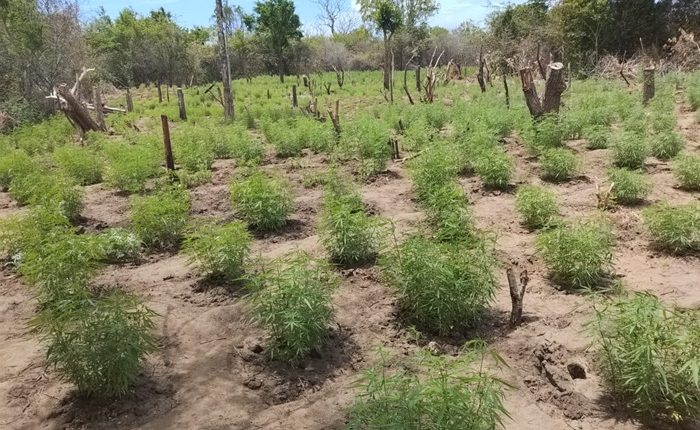 Cannabis Udawalale Park