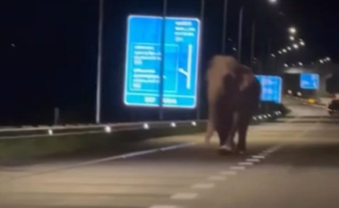 Elephant Southern Expressway