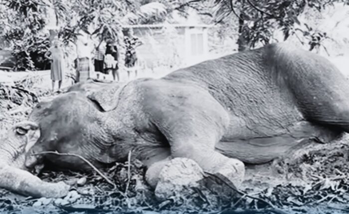 Mihintale elephant death