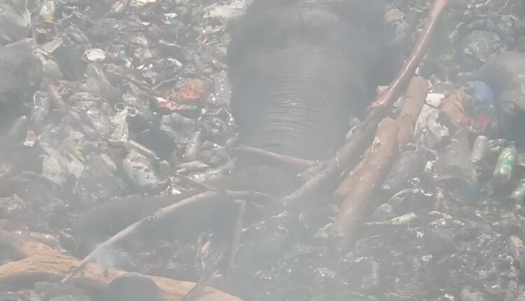 Elephant trapped Digampathana garbage