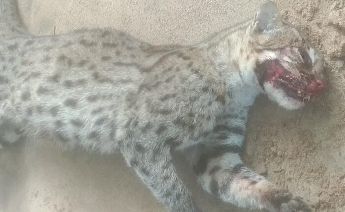 Fishing cat Kitulgala