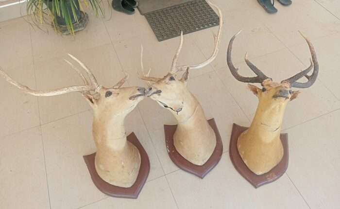 Deer mounts