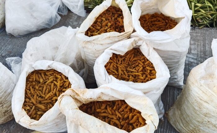 Navy dried turmeric