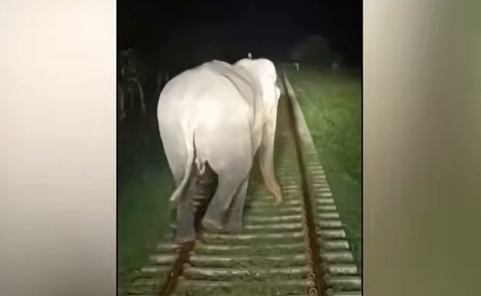 Elephant train Habarana