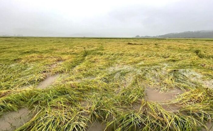 Paddy destruction