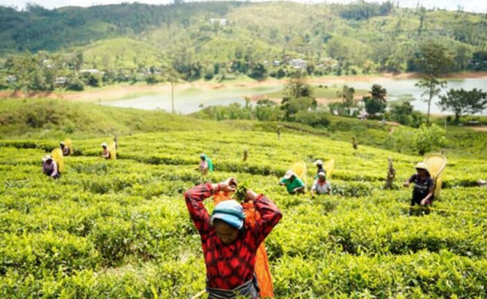Tea pluckers 1