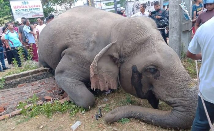 elephant Gallella 1