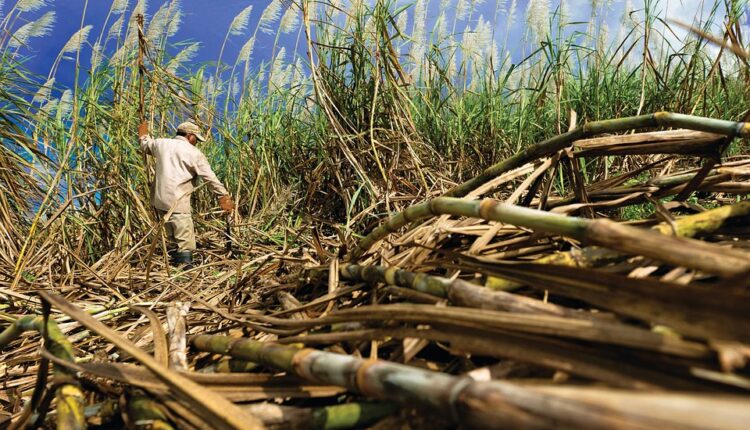 sugarcane by pixabay