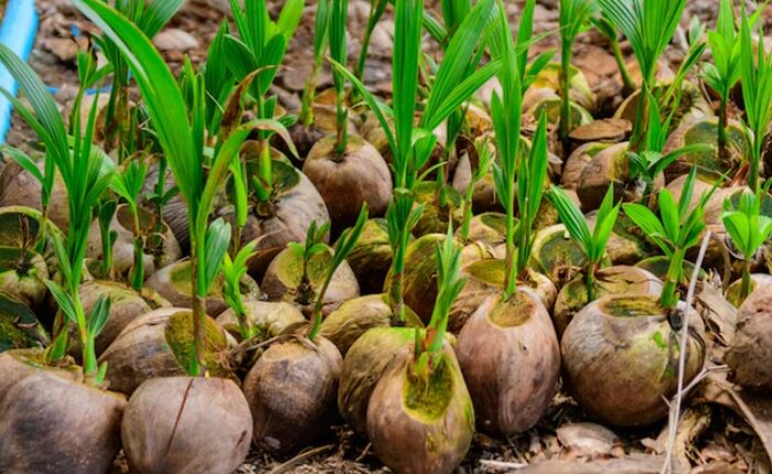 Coconut seedlings