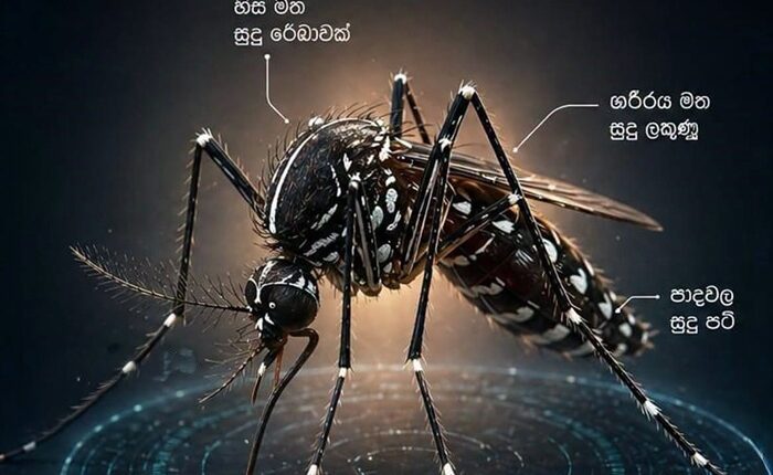 Dengue