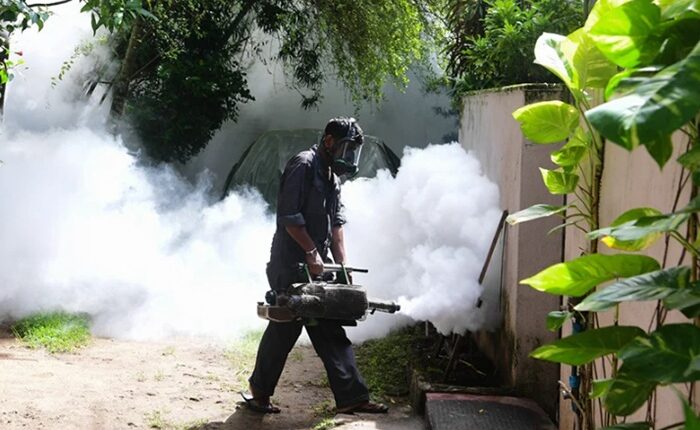 Dengue eradication