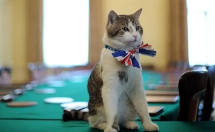 Larry UK cat