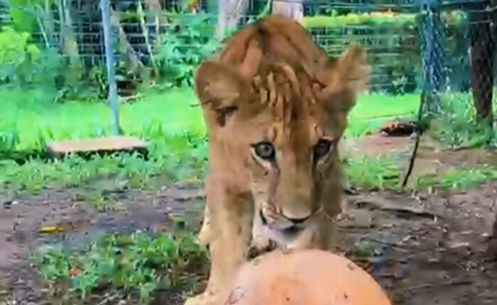 Lion cub Dehiwala Zoo