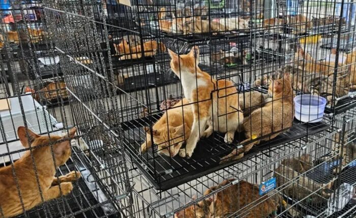 Vietnam cats