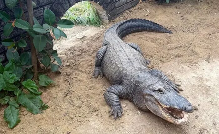 crocodile