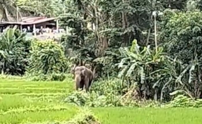 wild elephant