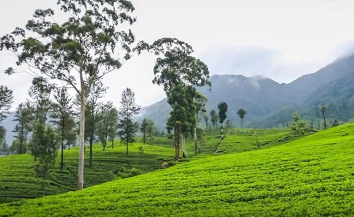 Ceylon Tea Village