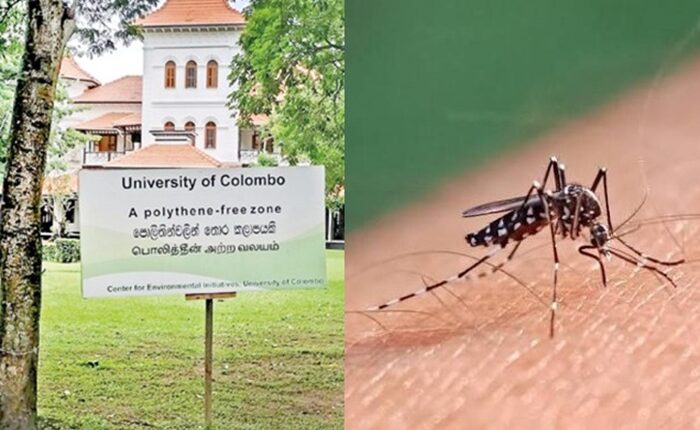 Colombo Uni Dengue
