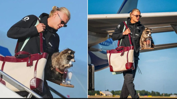The Story Behind Erling Haaland Carrying Raccoon All The Way Home 