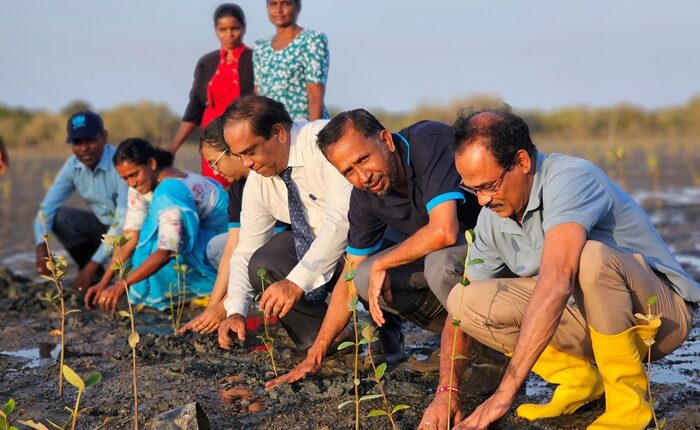 Mangroves Mullaitivu