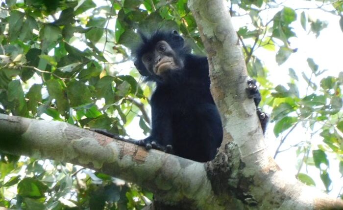 Monkey Congo Colobus congoensis