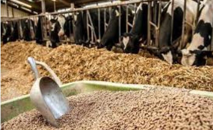 Paddy animal feed