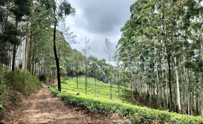 Pekoe Trail