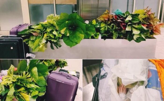 Plants BIA customs