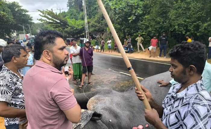 Randeniya Elephant