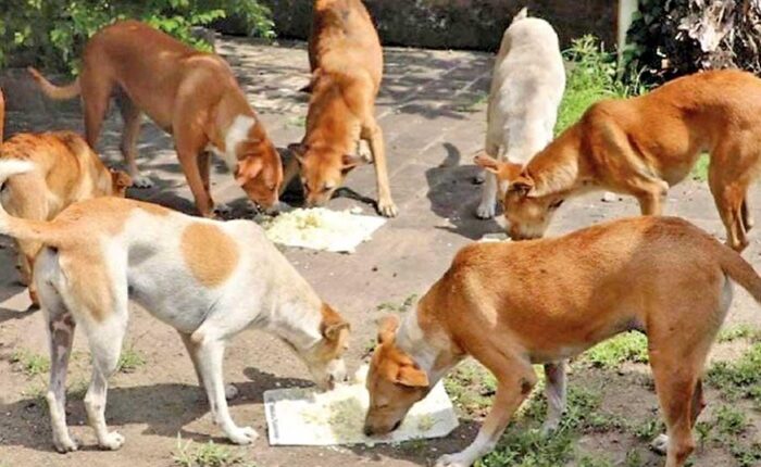 Street dog rabies