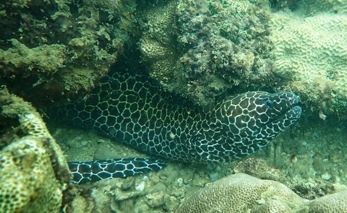 Coral reef