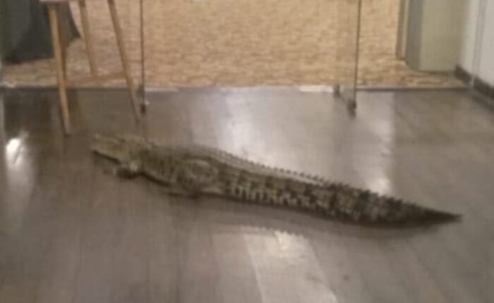 Crocodile Battaramulla hotel