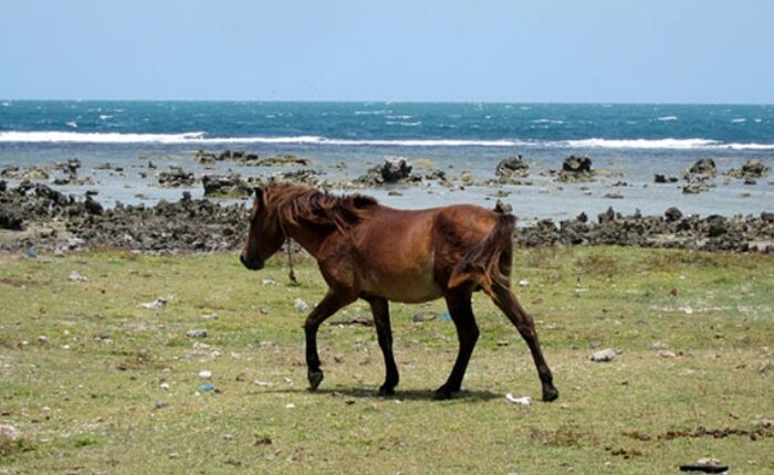 Delft island