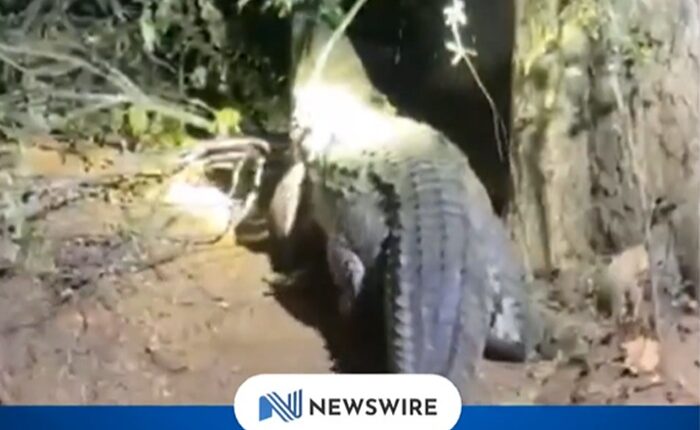crocodile eppawala